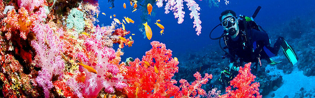 Taucher zwischen bunten Korallen